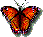 Butterfly Butterfly