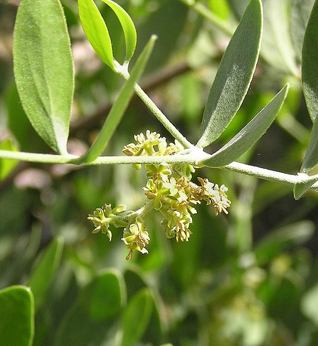 Jojoba Plant