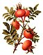 Jojolux Rosehip Oil